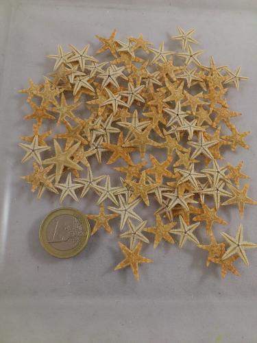 Sugar starfish 2-3 cm 100 p.